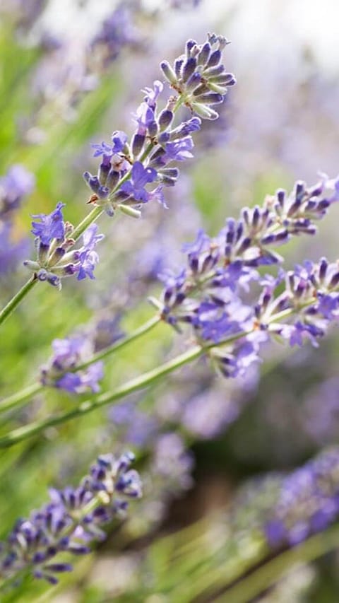 Lavendel