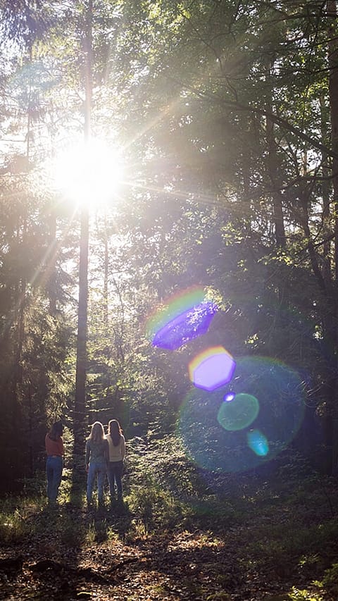 Spaziergang im Wald