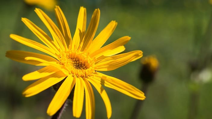 Arnika Blüte von nahem
